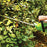 GreenWorks 2200102 22-Inch 4-Amp Dual Action Lightweight Corded Hedge Trimmer