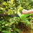 GreenWorks 22102 18-Inch 2.7-Amp Heavy Duty Corded Hedge Trimmer