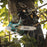 Makita XCU08Z 18V X2 (36) 14 Inch Cordless Top Handle Chainsaw - Bare Tool
